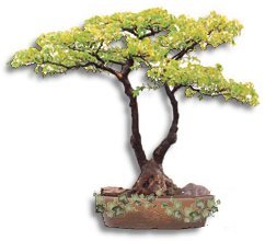 Bonsai Tree